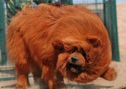 Cel mai scump caine din lume (50 poze) tibetan Mastiff, o rasa veche a ceea ce, cât de mult, ce fel de