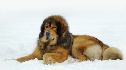 Cel mai scump caine din lume (50 poze) tibetan Mastiff, o rasa veche a ceea ce, cât de mult, ce fel de