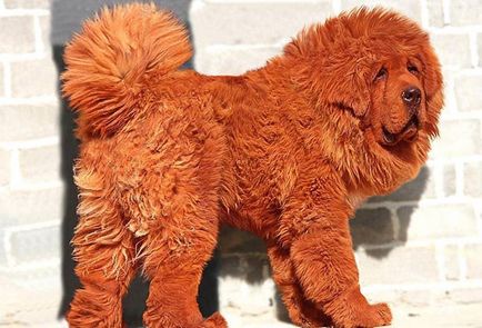 Cel mai scump caine din lume (50 poze) tibetan Mastiff, o rasa veche a ceea ce, cât de mult, ce fel de