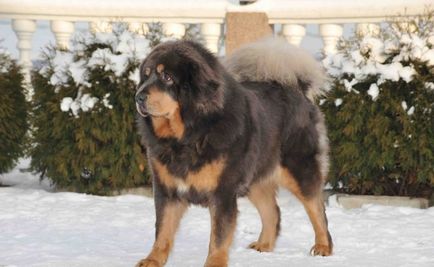 Cel mai scump caine din lume (50 poze) tibetan Mastiff, o rasa veche a ceea ce, cât de mult, ce fel de