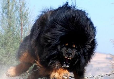 Cel mai scump caine din lume (50 poze) tibetan Mastiff, o rasa veche a ceea ce, cât de mult, ce fel de