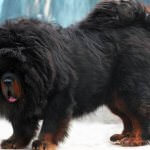 Cel mai scump caine din lume (50 poze) tibetan Mastiff, o rasa veche a ceea ce, cât de mult, ce fel de