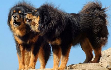 Cel mai scump caine din lume (50 poze) tibetan Mastiff, o rasa veche a ceea ce, cât de mult, ce fel de