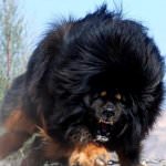 Cel mai scump caine din lume (50 poze) tibetan Mastiff, o rasa veche a ceea ce, cât de mult, ce fel de