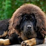 Cel mai scump caine din lume (50 poze) tibetan Mastiff, o rasa veche a ceea ce, cât de mult, ce fel de