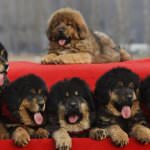 Cel mai scump caine din lume (50 poze) tibetan Mastiff, o rasa veche a ceea ce, cât de mult, ce fel de