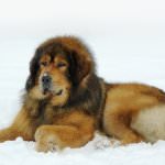 Cel mai scump caine din lume (50 poze) tibetan Mastiff, o rasa veche a ceea ce, cât de mult, ce fel de