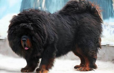 Cel mai scump caine din lume (50 poze) tibetan Mastiff, o rasa veche a ceea ce, cât de mult, ce fel de