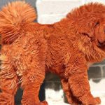 Cel mai scump caine din lume (50 poze) tibetan Mastiff, o rasa veche a ceea ce, cât de mult, ce fel de