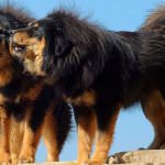 Cel mai scump caine din lume (50 poze) tibetan Mastiff, o rasa veche a ceea ce, cât de mult, ce fel de