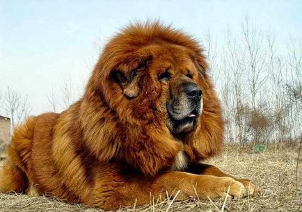 Cel mai scump caine din lume (50 poze) tibetan Mastiff, o rasa veche a ceea ce, cât de mult, ce fel de