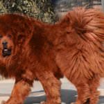 Cel mai scump caine din lume (50 poze) tibetan Mastiff, o rasa veche a ceea ce, cât de mult, ce fel de