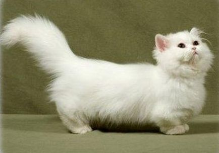 Cea mai mică pisică din lume