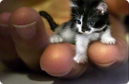 Cea mai mică pisică din lume
