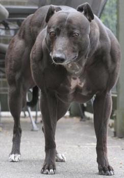 Cel mai musculos caine din lume (lumea) Cel mai musculos caine din lume