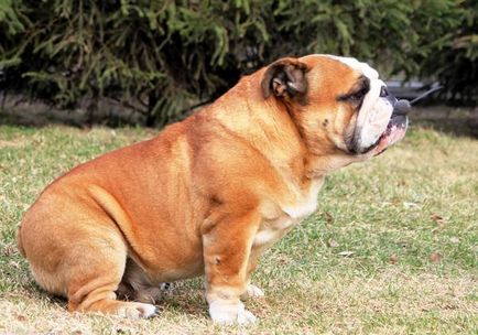 Rasa cea mai scumpă de fotografii de câine, cel mai scump câine din imaginea lumii, cel mai scump caine rasa catei
