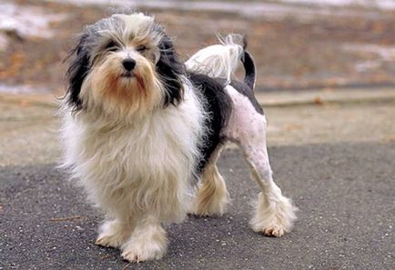 Rasa cea mai scumpă de fotografii de câine, cel mai scump câine din imaginea lumii, cel mai scump caine rasa catei