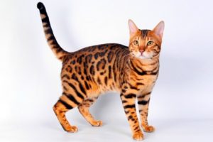 Cele mai frumoase stâncă top 10 pisici