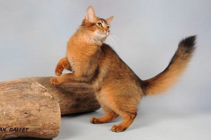 Cea mai frumoasă rasa de pisici in fotografii mondiale și descrieri, site-ul de „halbă“