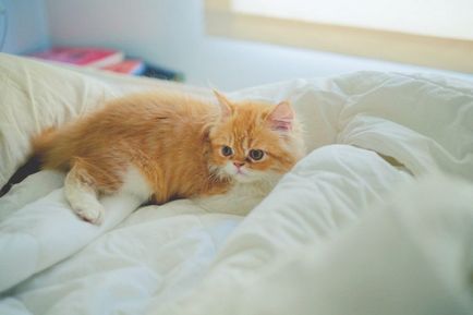 Cea mai frumoasă rasa de pisici in fotografii mondiale și descrieri, site-ul de „halbă“