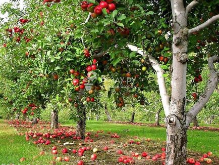 Suntem de plantare un drept măr
