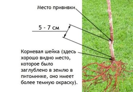 Puieți de pomi fructiferi, atunci când este mai bine să planteze în primăvara sau toamna, decât pentru hrana animalelor