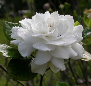 Secretele de îngrijire parfumat Gardenia transplant acasă, probleme, boli și mai mult