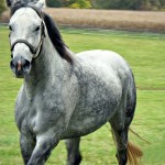 Pestriț de culoare gri a calului (podmastok), caii mei