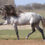 Pestriț de culoare gri a calului (podmastok), caii mei