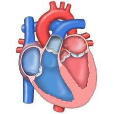 Heart supape descriere, structura, funcțiile și defectele (defecte) Heart supape descriere, structura, funcțiile și defectele