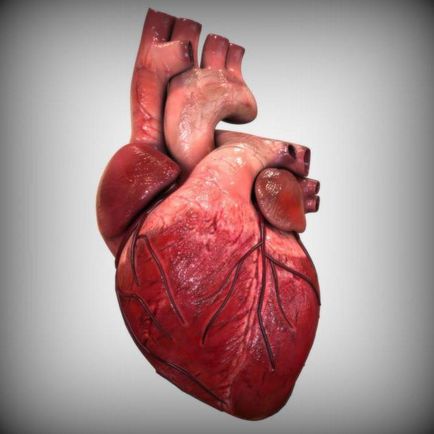 Heart supape descriere, structura, funcțiile și defectele (structura) Heart supape descriere, structura, funcțiile și defectele