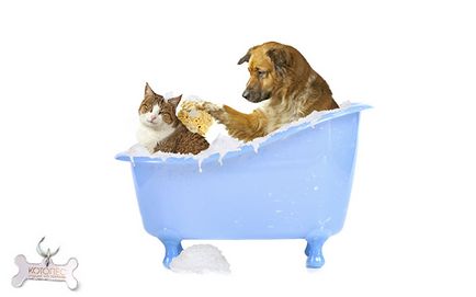 Șampon „doctor“ pentru câini comentarii și recomandări