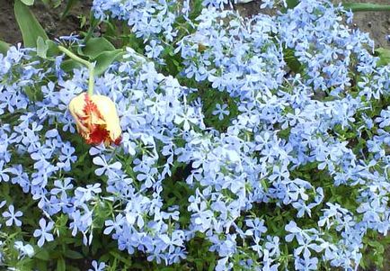 Albastru și flori albastre