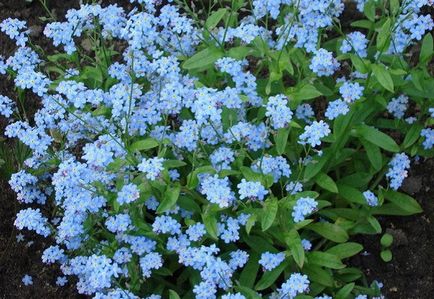 Flori albastre - Fotografii