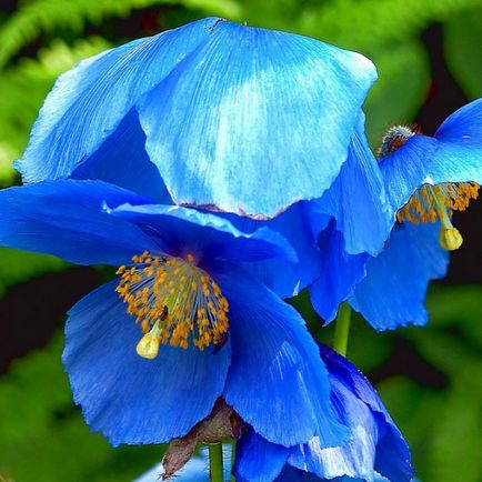 Flori albastre - Fotografii