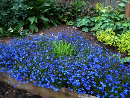 flori albastre cu titlu, descriere și foto, Consultanță Florărie