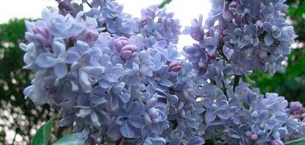 Lilac - plantarea și îngrijirea lilacs în câmp deschis