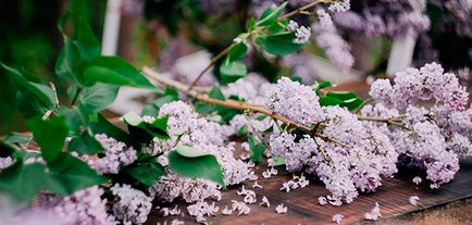 Lilac - plantarea și îngrijirea lilacs în câmp deschis
