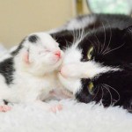 Cât durează o sarcina la pisici, nașteri feline
