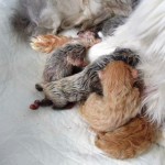 Cât durează o sarcina la pisici, nașteri feline
