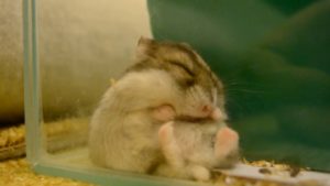Câte ore de somn hamsteri dzhungariki