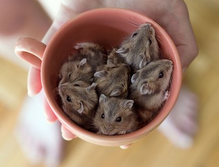 Cât de mulți merg hamsteri gravide, cum să găsească și să identifice în sarcina Jungar și sirian