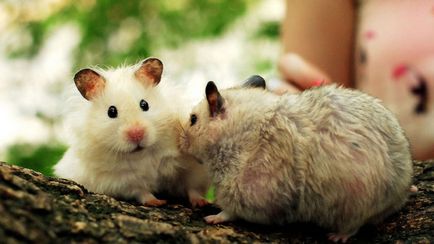 Cât de mulți merg hamsteri gravide, cum să găsească și să identifice în sarcina Jungar și sirian
