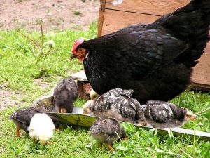 Câte vieți de pui găini ouătoare în casă