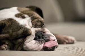 Somnifere pentru câini tipuri principale, metoda de administrare