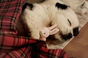 Somnifere pentru câini tipuri principale, metoda de administrare