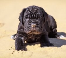 Cane corso descriere câine de rasă, fotografii, cățeluși preț comentarii