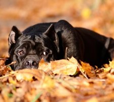 Cane corso descriere câine de rasă, fotografii, cățeluși preț comentarii