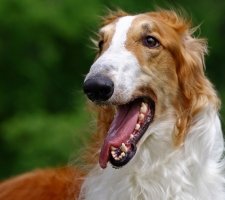 Rus câine Greyhound descriere rasă, fotografii, cățeluși preț comentarii