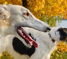 Rus câine Greyhound descriere rasă, fotografii, cățeluși preț comentarii